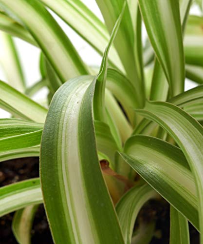 Shop Succulents Neanthe Bella Palm, Live Indoor and Outdoor Plant, Easy Care Tropical Houseplant in Nursery Pot, Air Purifying Plant in Soil, Housewarming, Home Décor, 6-10 Inches Tall