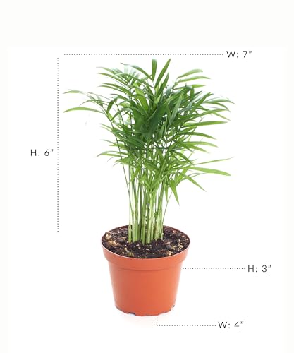Shop Succulents Neanthe Bella Palm, Live Indoor and Outdoor Plant, Easy Care Tropical Houseplant in Nursery Pot, Air Purifying Plant in Soil, Housewarming, Home Décor, 6-10 Inches Tall