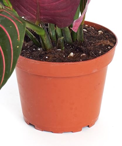 Shop Succulents Neanthe Bella Palm, Live Indoor and Outdoor Plant, Easy Care Tropical Houseplant in Nursery Pot, Air Purifying Plant in Soil, Housewarming, Home Décor, 6-10 Inches Tall