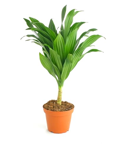 Shop Succulents Neanthe Bella Palm, Live Indoor and Outdoor Plant, Easy Care Tropical Houseplant in Nursery Pot, Air Purifying Plant in Soil, Housewarming, Home Décor, 6-10 Inches Tall