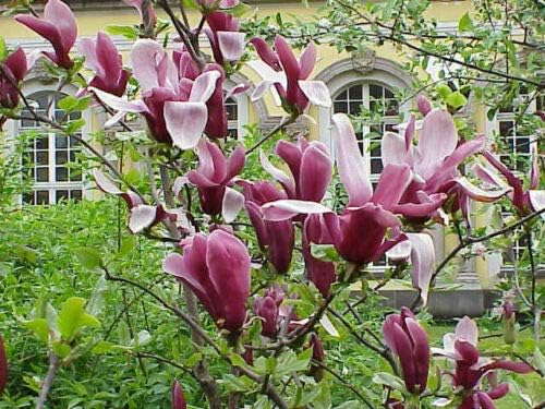 Jane Magnolia Tree - Live Plant/Shrub/Bush - 6-12" Tall Seedling - 2.5" Pot - Ships Potted