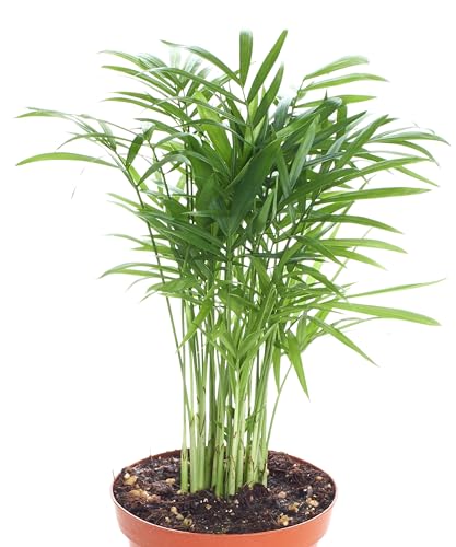 Shop Succulents Neanthe Bella Palm, Live Indoor and Outdoor Plant, Easy Care Tropical Houseplant in Nursery Pot, Air Purifying Plant in Soil, Housewarming, Home Décor, 6-10 Inches Tall