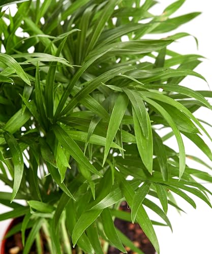 Shop Succulents Neanthe Bella Palm, Live Indoor and Outdoor Plant, Easy Care Tropical Houseplant in Nursery Pot, Air Purifying Plant in Soil, Housewarming, Home Décor, 6-10 Inches Tall