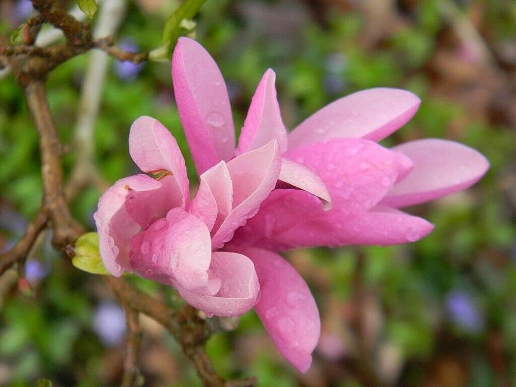 Jane Magnolia Tree - Live Plant/Shrub/Bush - 6-12" Tall Seedling - 2.5" Pot - Ships Potted