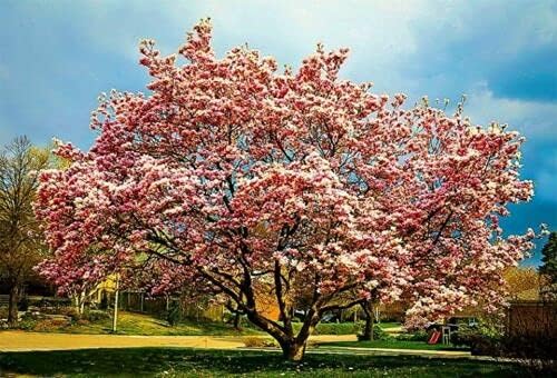 Jane Magnolia Tree - Live Plant/Shrub/Bush - 6-12" Tall Seedling - 2.5" Pot - Ships Potted