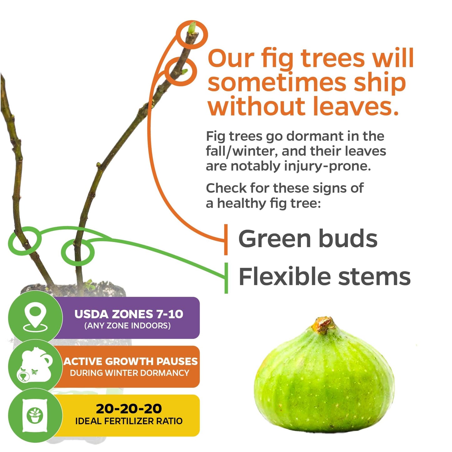 Lattarula Honey Fig (Italian Honey) Live Fig Plant - Ficus carica by Wellspring Gardens - Starter Plant for Your Garden and Patio - Grow Your Own Edible Fruit Tree