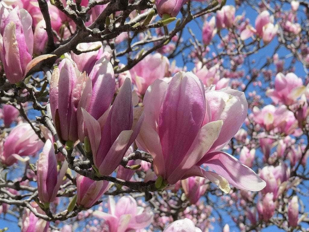 Jane Magnolia Tree - Live Plant/Shrub/Bush - 6-12" Tall Seedling - 2.5" Pot - Ships Potted