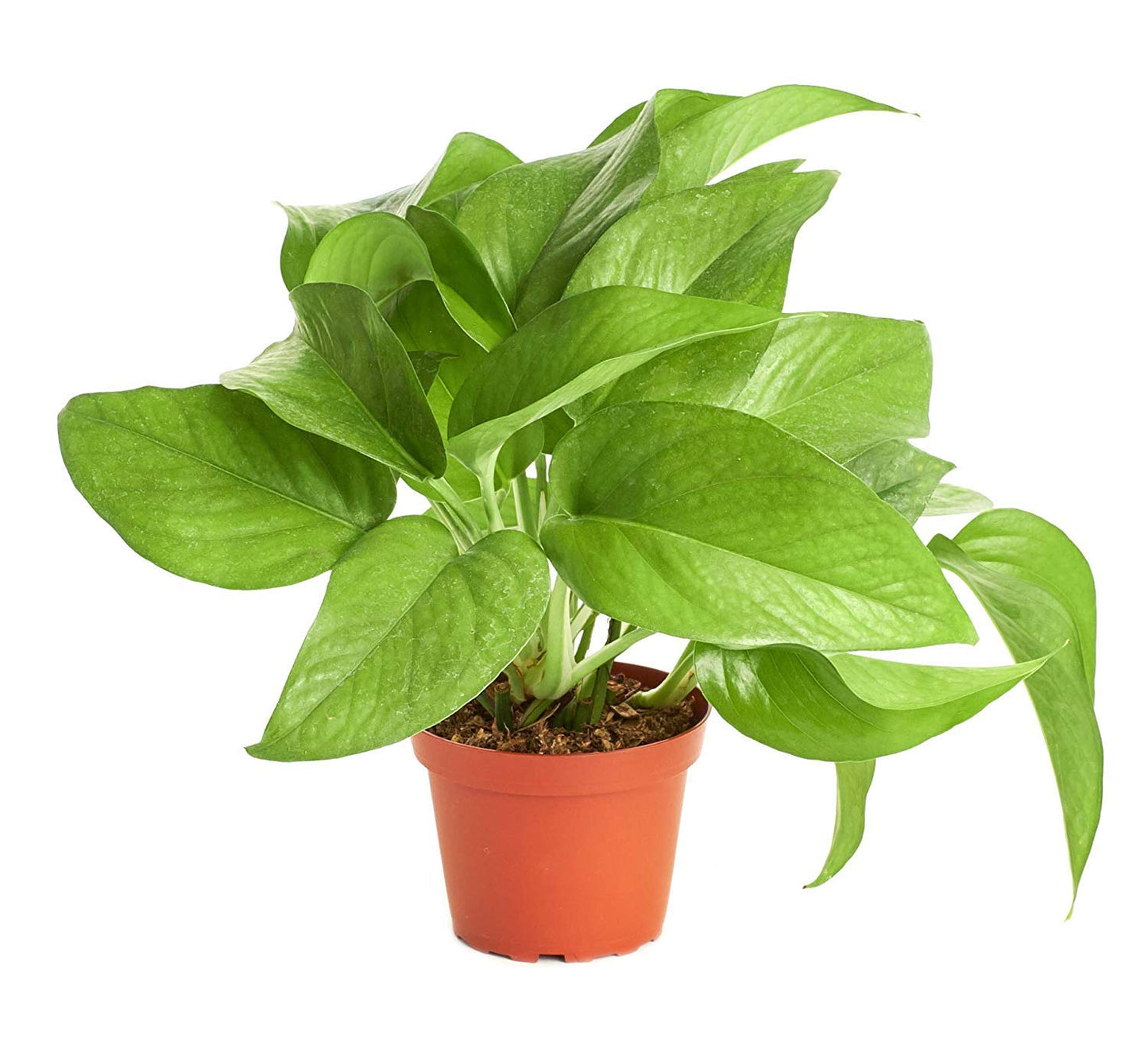 Shop Succulents Neanthe Bella Palm, Live Indoor and Outdoor Plant, Easy Care Tropical Houseplant in Nursery Pot, Air Purifying Plant in Soil, Housewarming, Home Décor, 6-10 Inches Tall