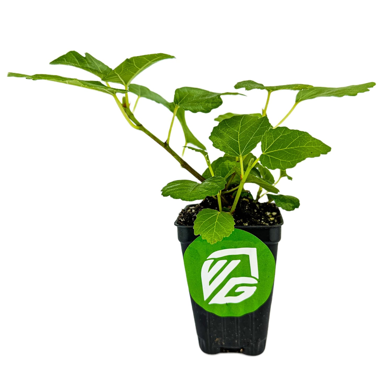 Lattarula Honey Fig (Italian Honey) Live Fig Plant - Ficus carica by Wellspring Gardens - Starter Plant for Your Garden and Patio - Grow Your Own Edible Fruit Tree