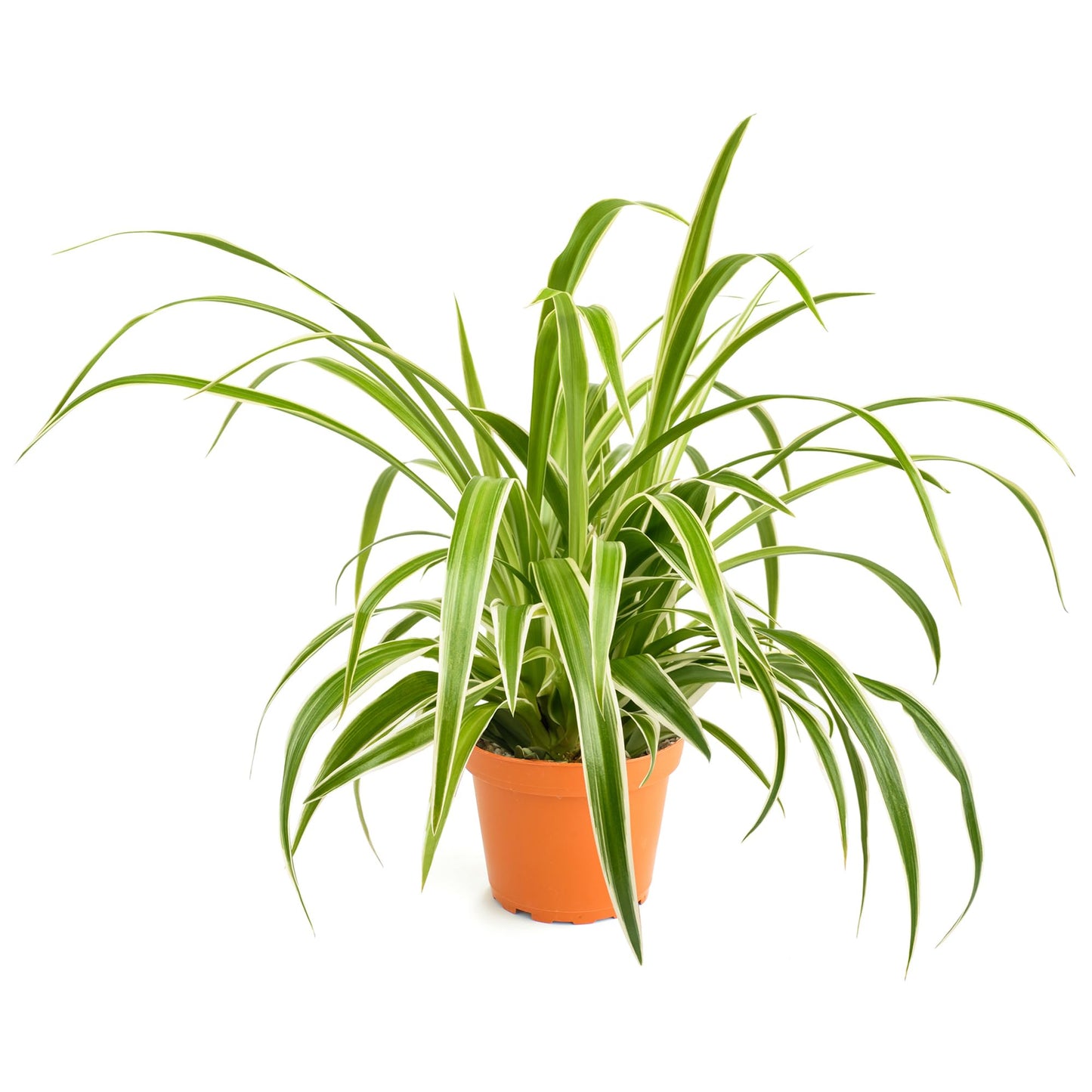Shop Succulents Neanthe Bella Palm, Live Indoor and Outdoor Plant, Easy Care Tropical Houseplant in Nursery Pot, Air Purifying Plant in Soil, Housewarming, Home Décor, 6-10 Inches Tall