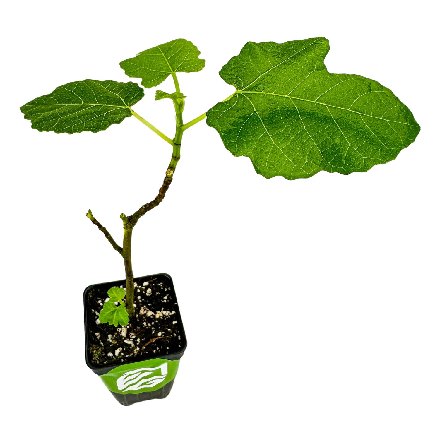 Fignomenal Dwarf Fig Live Plant - Ficus carica - Wellspring Gardens Starter Potted Plant for Indoor and Outdoor Home Decor, Gift Essential for House