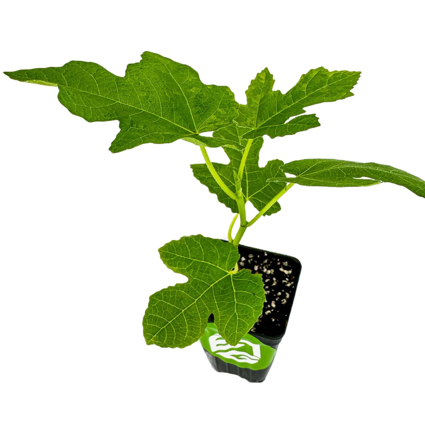 Fignomenal Dwarf Fig Live Plant - Ficus carica - Wellspring Gardens Starter Potted Plant for Indoor and Outdoor Home Decor, Gift Essential for House