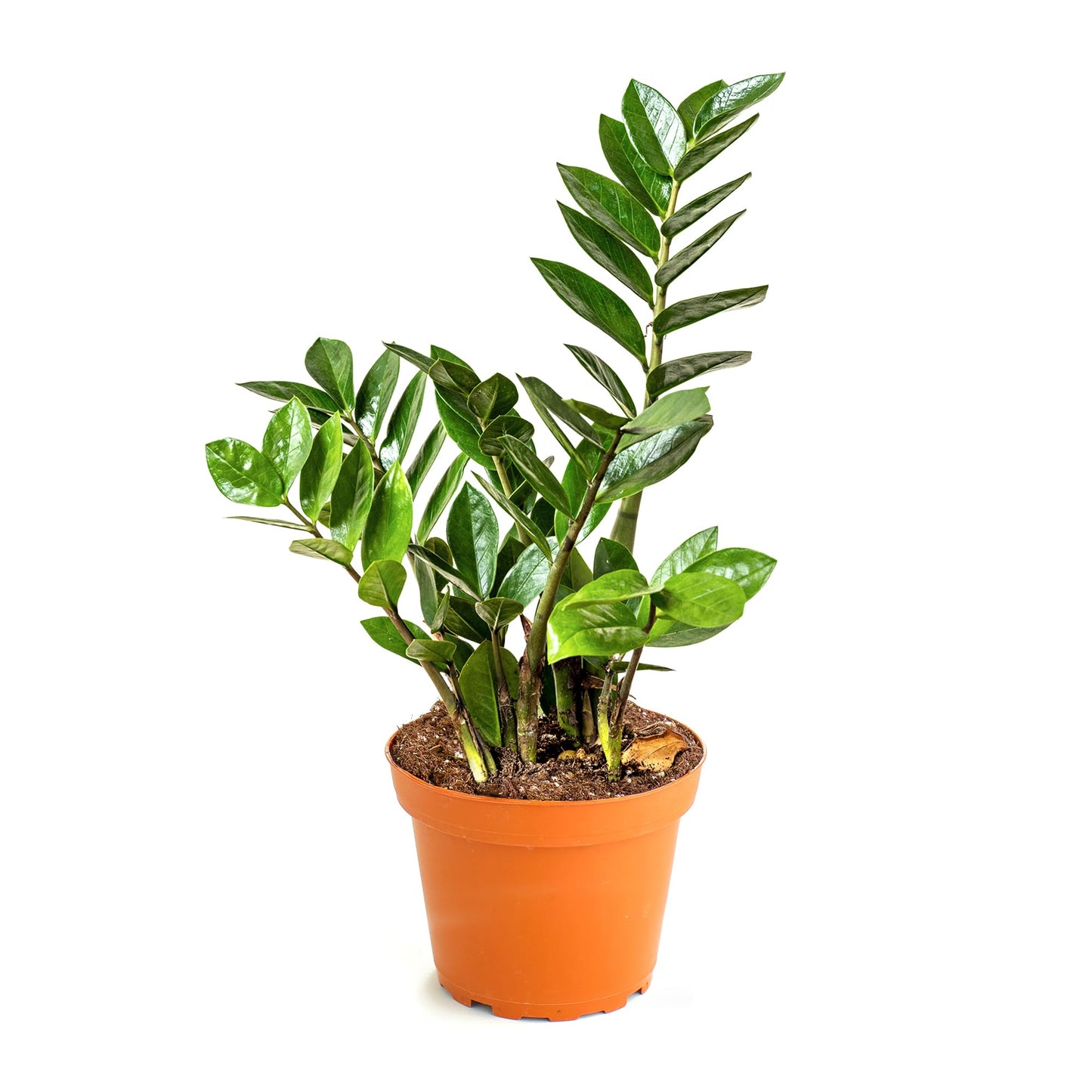Shop Succulents Neanthe Bella Palm, Live Indoor and Outdoor Plant, Easy Care Tropical Houseplant in Nursery Pot, Air Purifying Plant in Soil, Housewarming, Home Décor, 6-10 Inches Tall