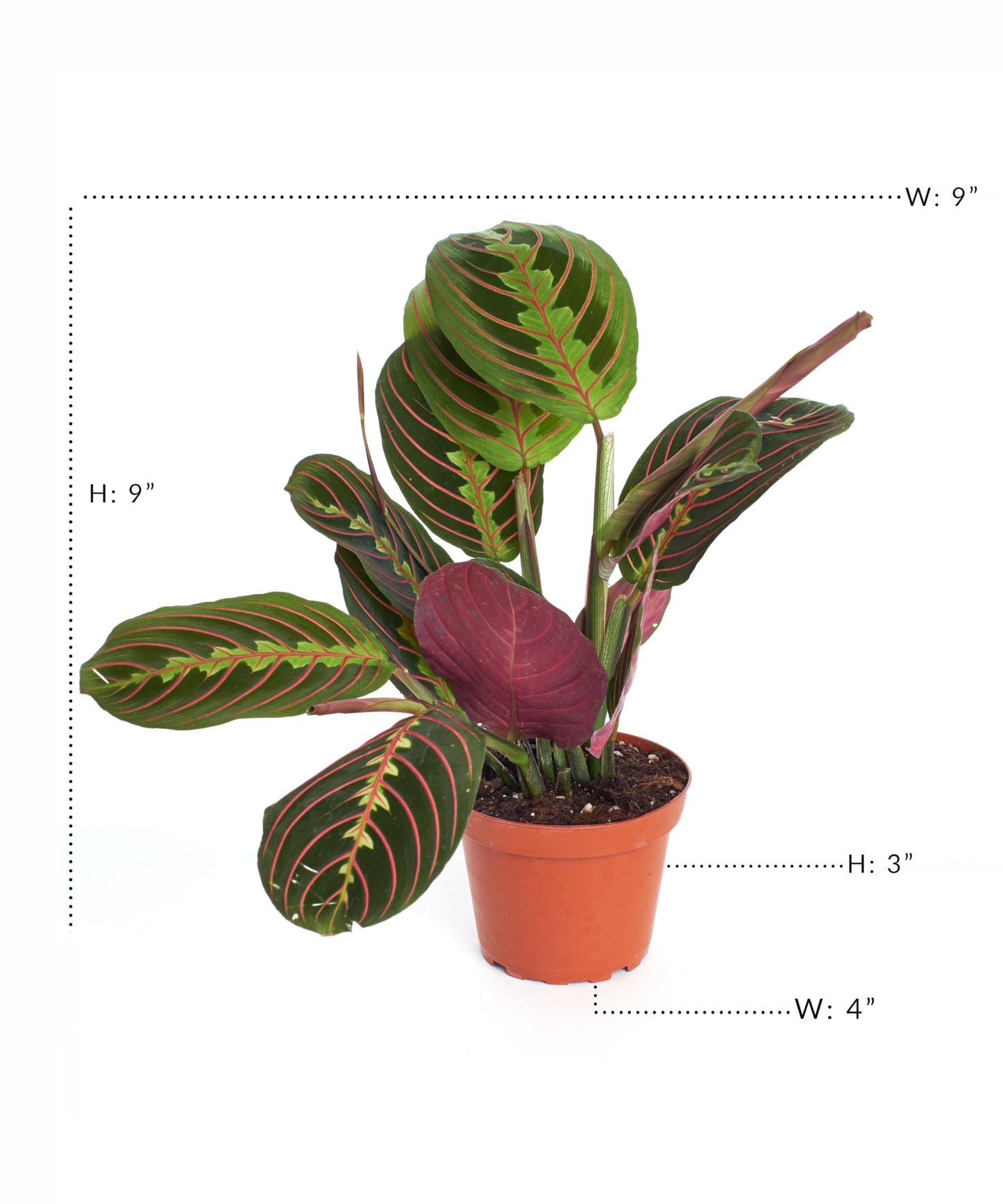 Shop Succulents Neanthe Bella Palm, Live Indoor and Outdoor Plant, Easy Care Tropical Houseplant in Nursery Pot, Air Purifying Plant in Soil, Housewarming, Home Décor, 6-10 Inches Tall