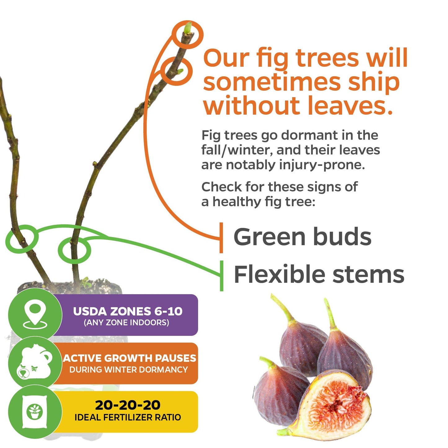 Fignomenal Dwarf Fig Live Plant - Ficus carica - Wellspring Gardens Starter Potted Plant for Indoor and Outdoor Home Decor, Gift Essential for House