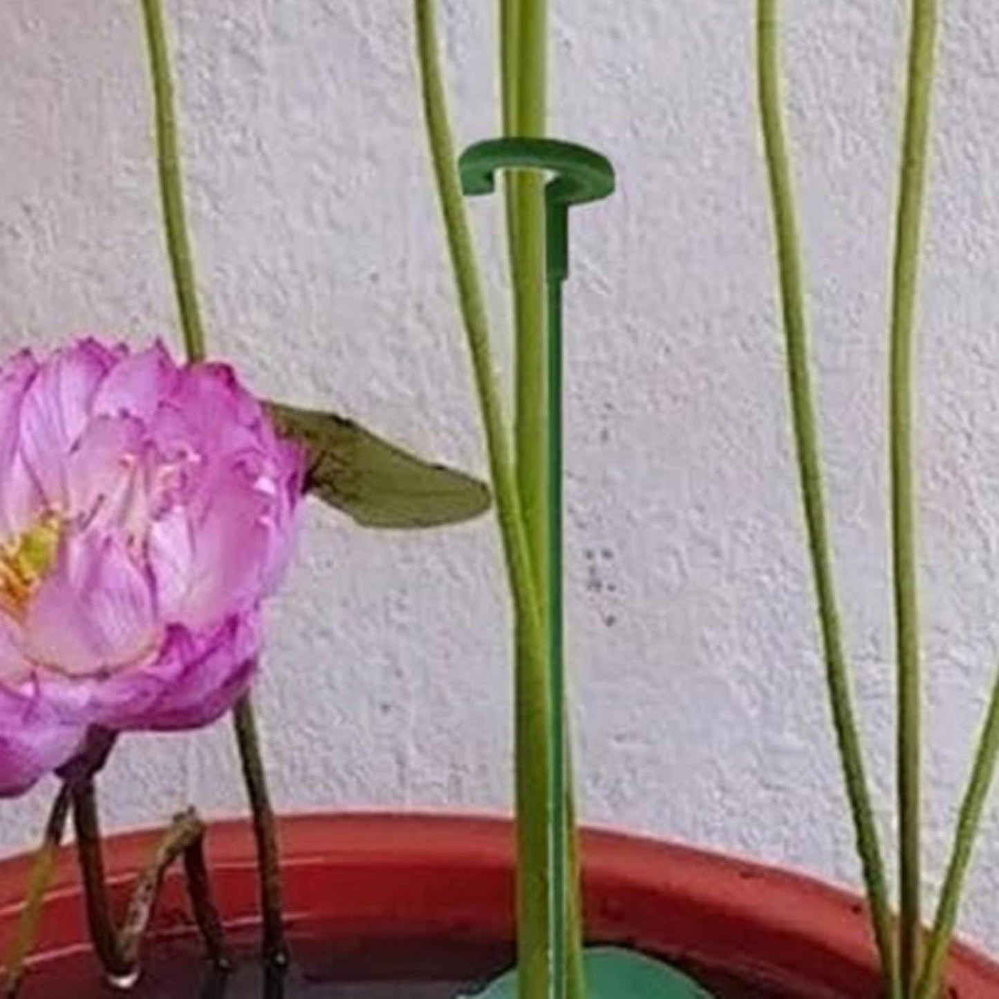 30 Plant Stakes, Garden Plant Support Sticks, Plant Stakes for Indoor Plants, Support Stakes for Potted Plants, Plant Cage Support, for Plants Peony, Amaryllis, Marigold, Sapling