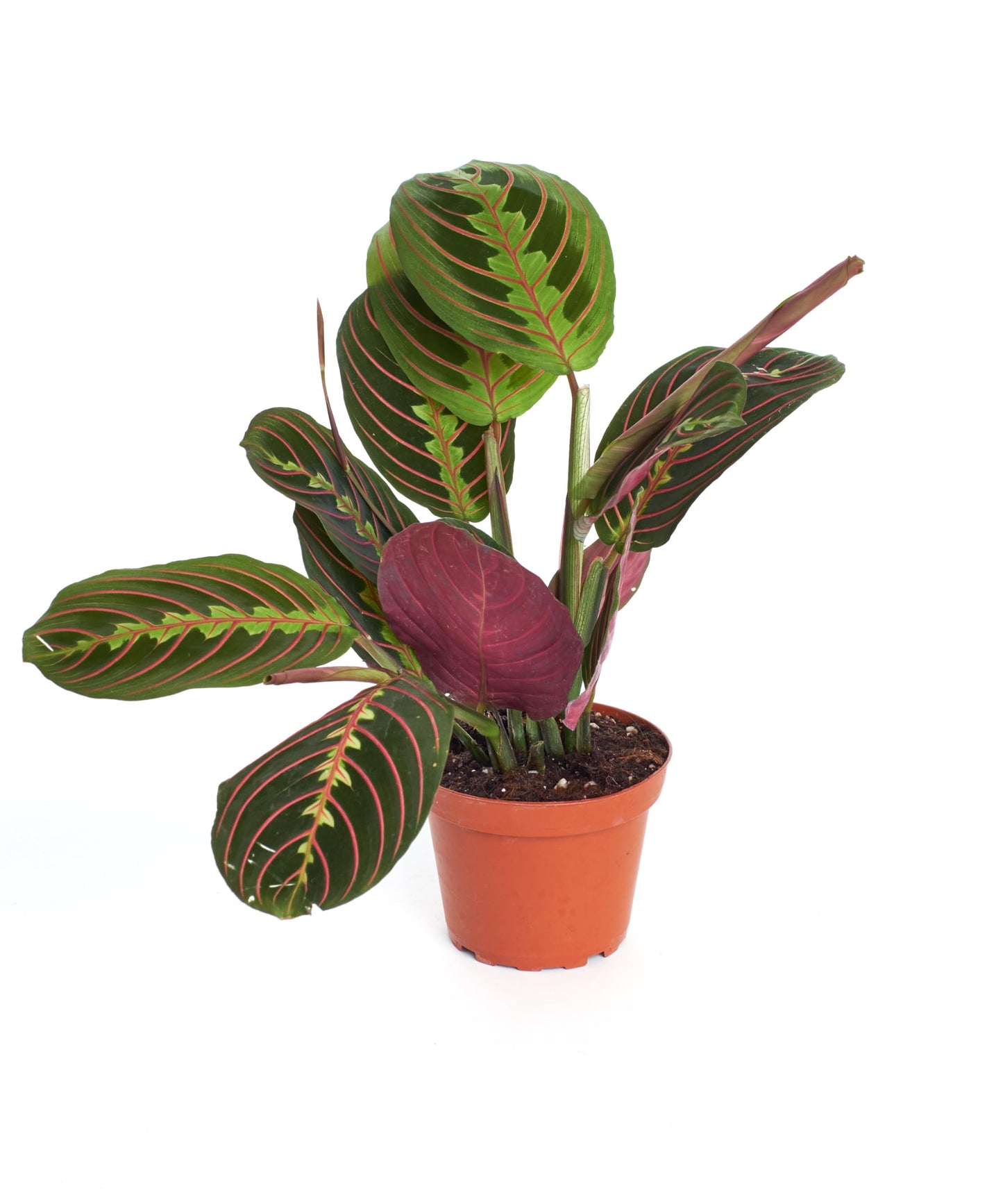 Shop Succulents Neanthe Bella Palm, Live Indoor and Outdoor Plant, Easy Care Tropical Houseplant in Nursery Pot, Air Purifying Plant in Soil, Housewarming, Home Décor, 6-10 Inches Tall