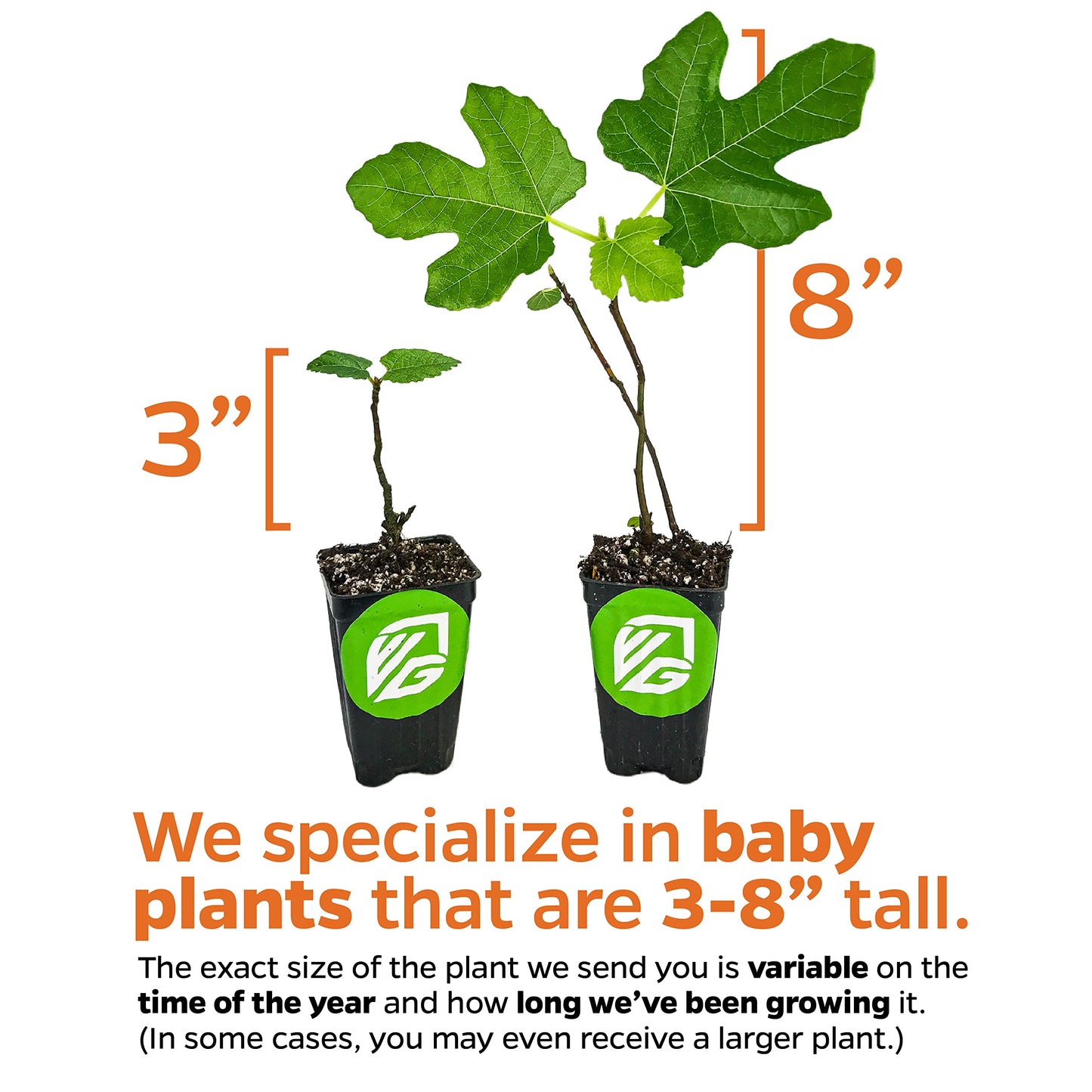 Lattarula Honey Fig (Italian Honey) Live Fig Plant - Ficus carica by Wellspring Gardens - Starter Plant for Your Garden and Patio - Grow Your Own Edible Fruit Tree