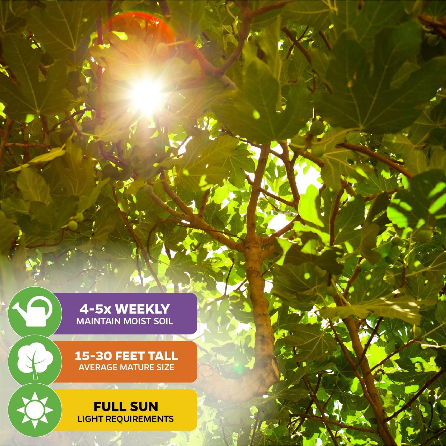 Lattarula Honey Fig (Italian Honey) Live Fig Plant - Ficus carica by Wellspring Gardens - Starter Plant for Your Garden and Patio - Grow Your Own Edible Fruit Tree