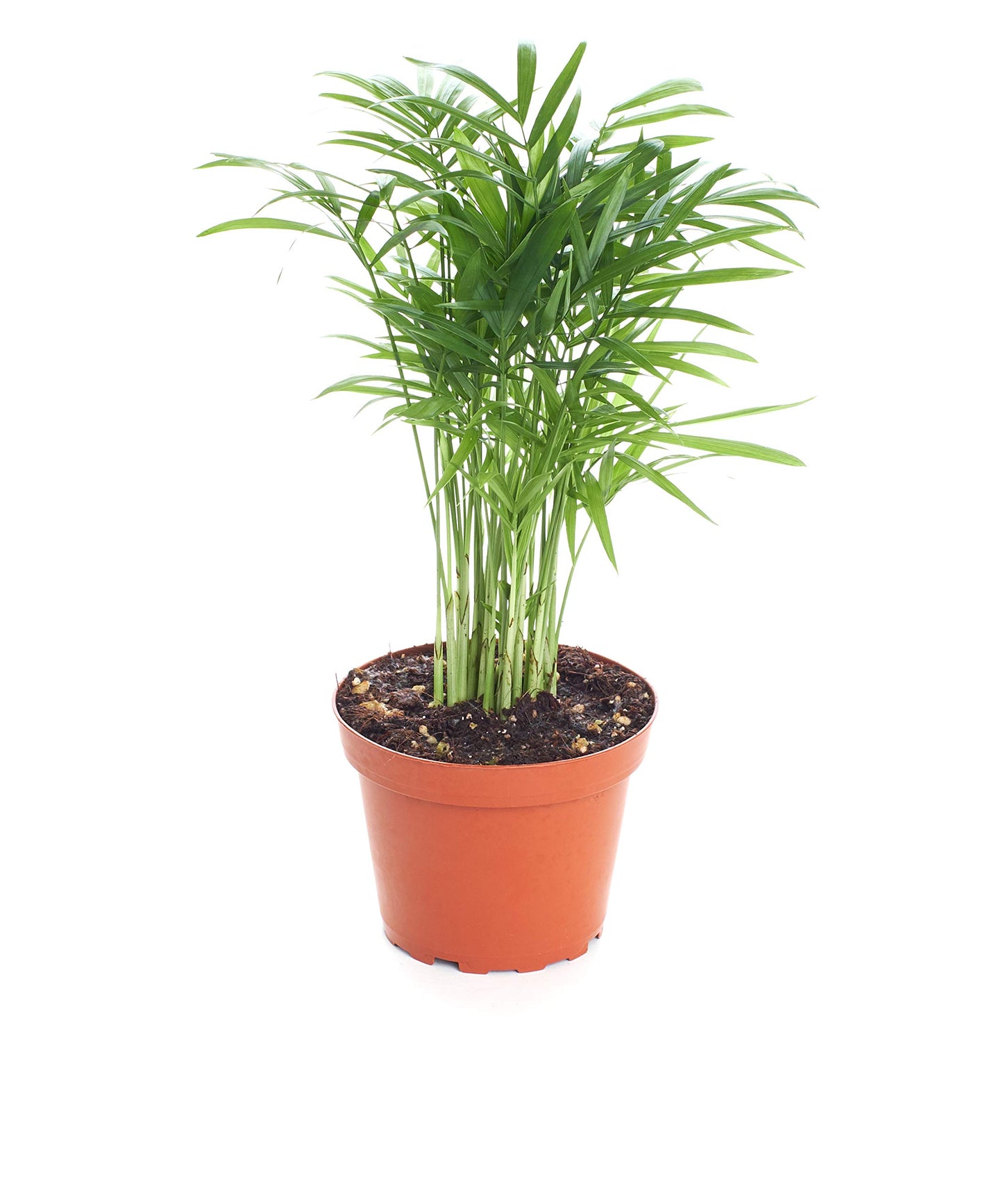 Shop Succulents Neanthe Bella Palm, Live Indoor and Outdoor Plant, Easy Care Tropical Houseplant in Nursery Pot, Air Purifying Plant in Soil, Housewarming, Home Décor, 6-10 Inches Tall