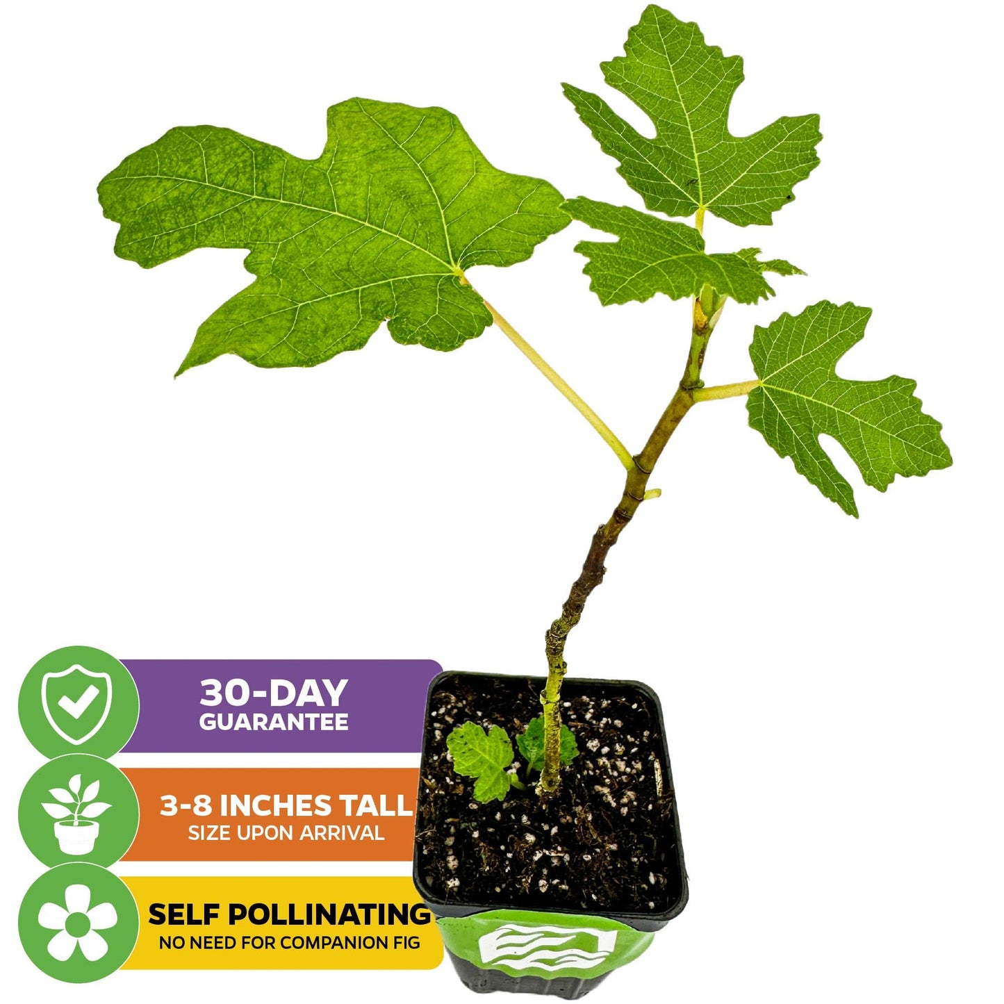 Lattarula Honey Fig (Italian Honey) Live Fig Plant - Ficus carica by Wellspring Gardens - Starter Plant for Your Garden and Patio - Grow Your Own Edible Fruit Tree