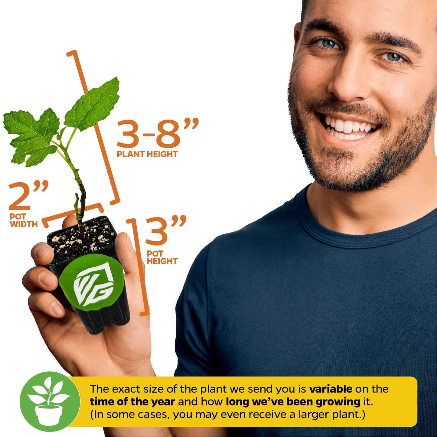 Lattarula Honey Fig (Italian Honey) Live Fig Plant - Ficus carica by Wellspring Gardens - Starter Plant for Your Garden and Patio - Grow Your Own Edible Fruit Tree