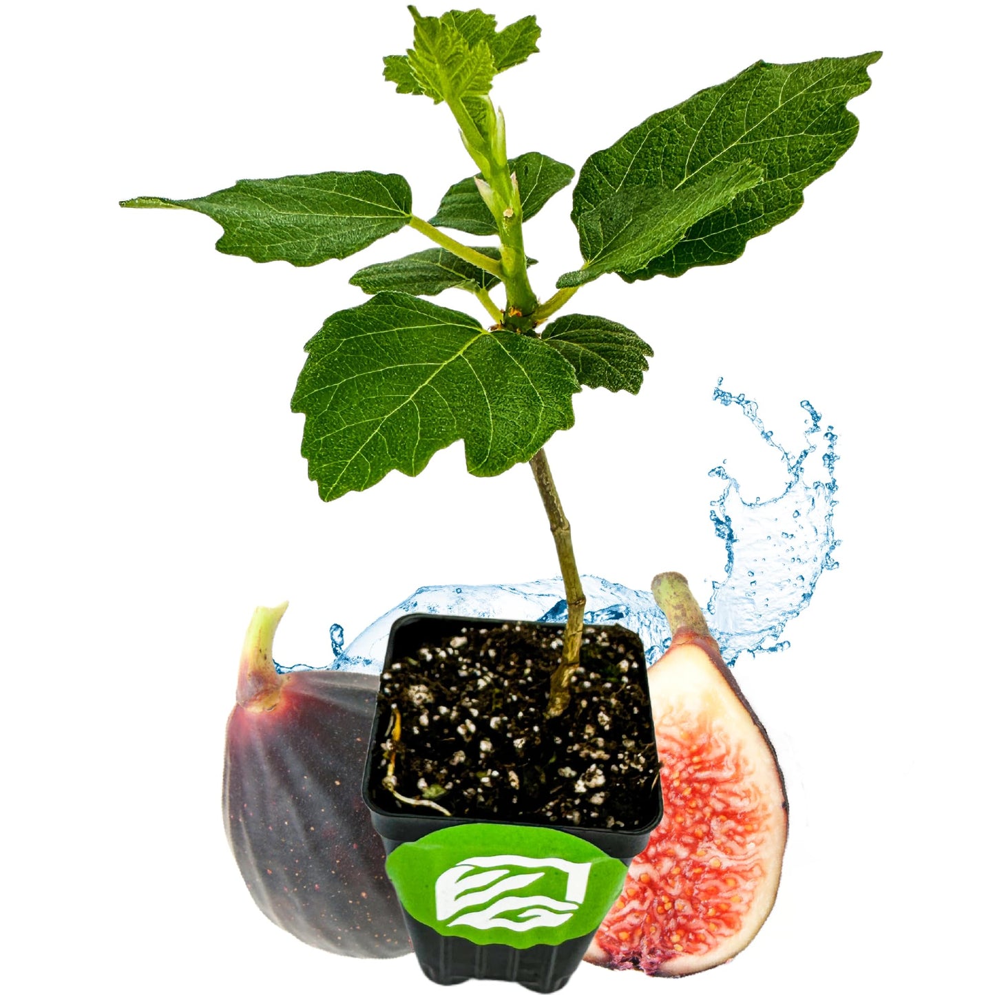 Lattarula Honey Fig (Italian Honey) Live Fig Plant - Ficus carica by Wellspring Gardens - Starter Plant for Your Garden and Patio - Grow Your Own Edible Fruit Tree