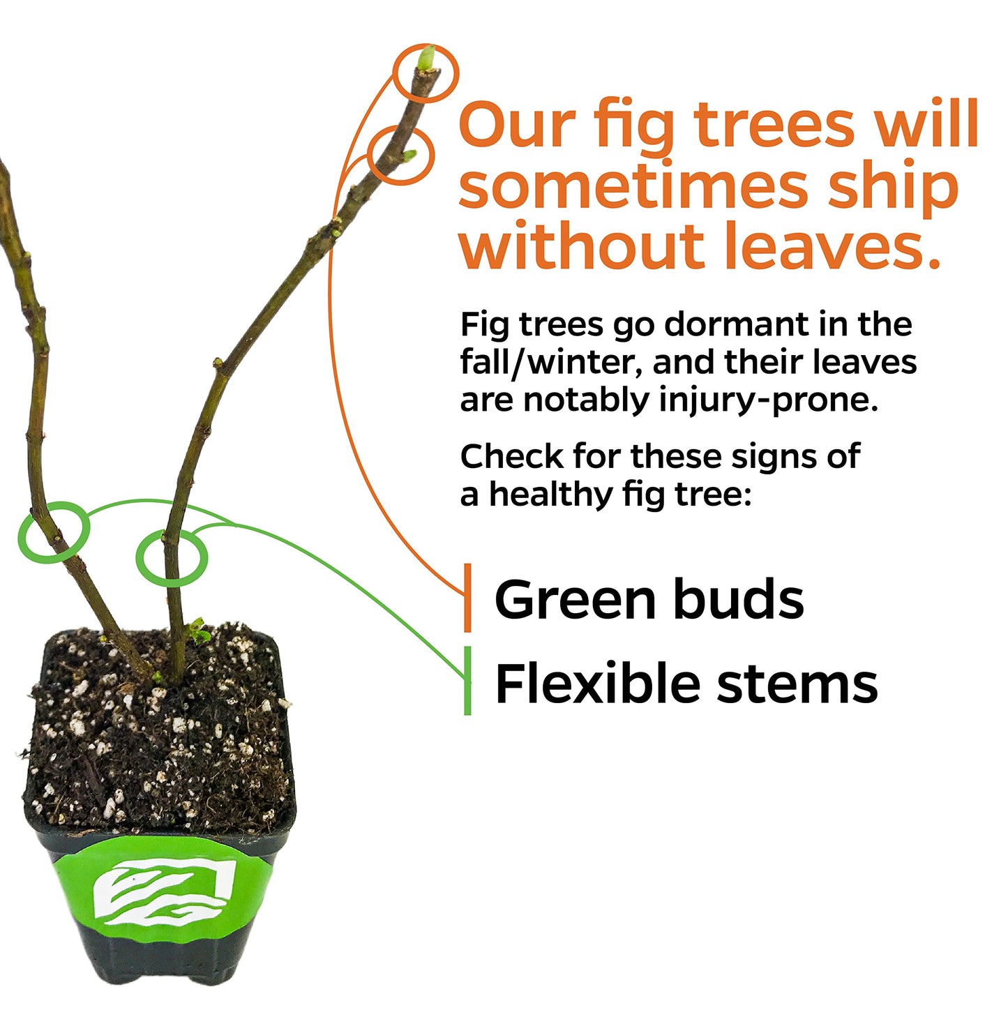 Lattarula Honey Fig (Italian Honey) Live Fig Plant - Ficus carica by Wellspring Gardens - Starter Plant for Your Garden and Patio - Grow Your Own Edible Fruit Tree