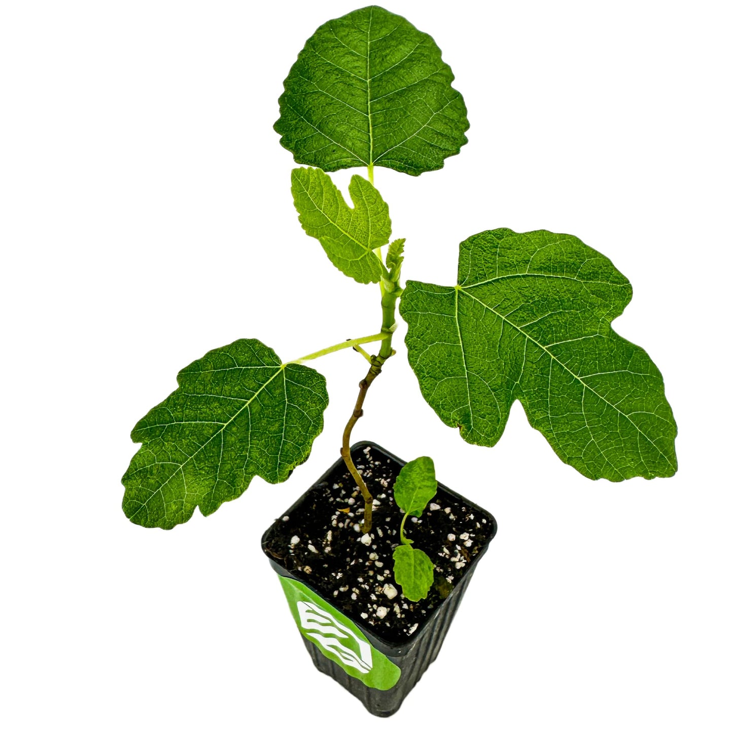 Fignomenal Dwarf Fig Live Plant - Ficus carica - Wellspring Gardens Starter Potted Plant for Indoor and Outdoor Home Decor, Gift Essential for House