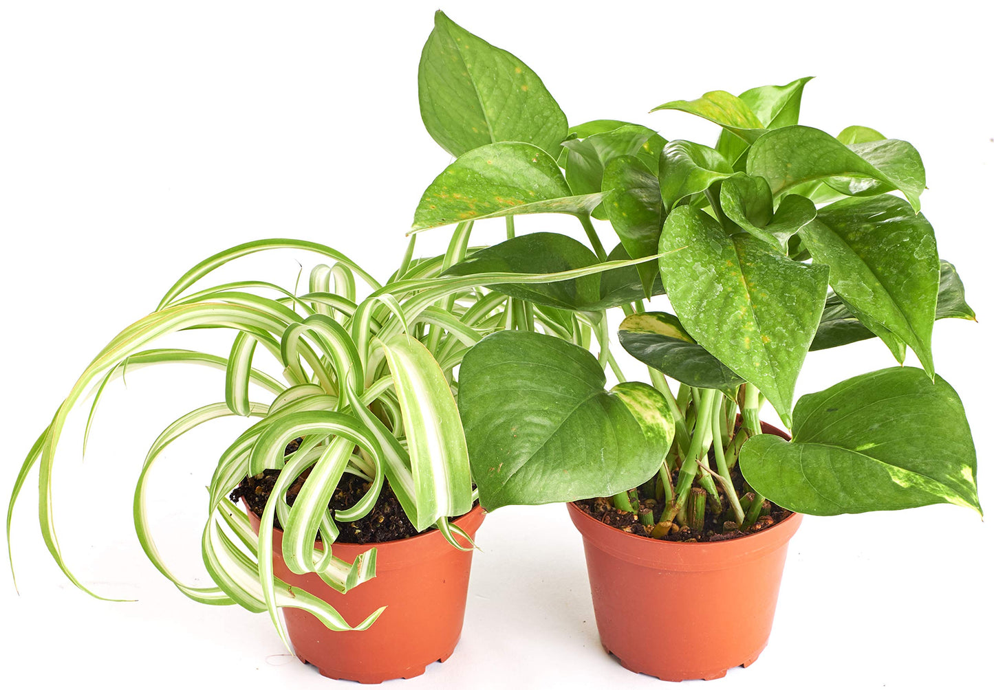 Shop Succulents Neanthe Bella Palm, Live Indoor and Outdoor Plant, Easy Care Tropical Houseplant in Nursery Pot, Air Purifying Plant in Soil, Housewarming, Home Décor, 6-10 Inches Tall