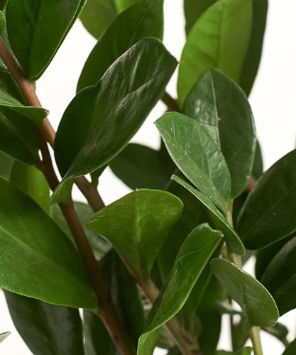 Shop Succulents Neanthe Bella Palm, Live Indoor and Outdoor Plant, Easy Care Tropical Houseplant in Nursery Pot, Air Purifying Plant in Soil, Housewarming, Home Décor, 6-10 Inches Tall