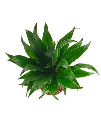 Shop Succulents Neanthe Bella Palm, Live Indoor and Outdoor Plant, Easy Care Tropical Houseplant in Nursery Pot, Air Purifying Plant in Soil, Housewarming, Home Décor, 6-10 Inches Tall