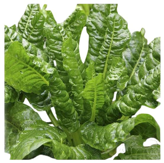 Perpetual Spinach - Delicious and Nutritious