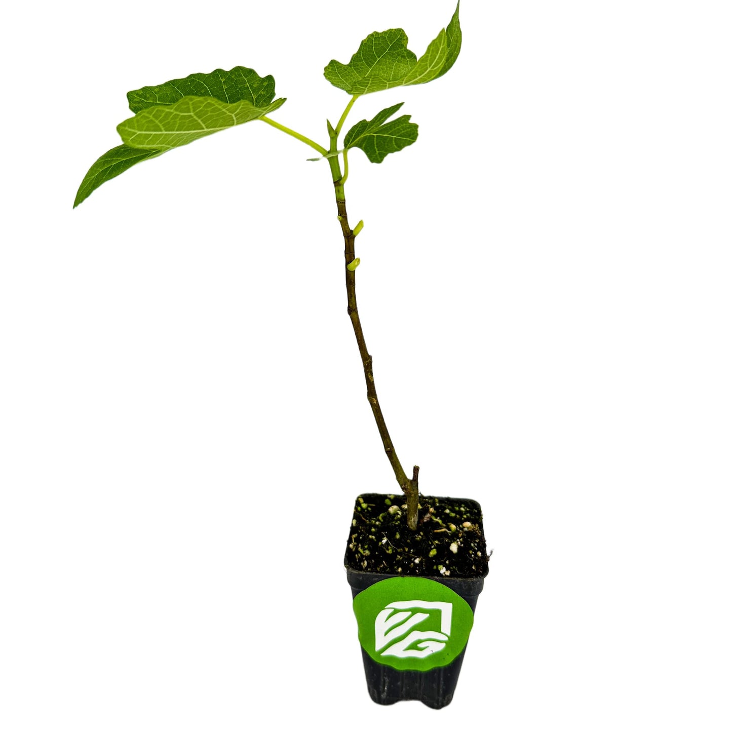 Lattarula Honey Fig (Italian Honey) Live Fig Plant - Ficus carica by Wellspring Gardens - Starter Plant for Your Garden and Patio - Grow Your Own Edible Fruit Tree
