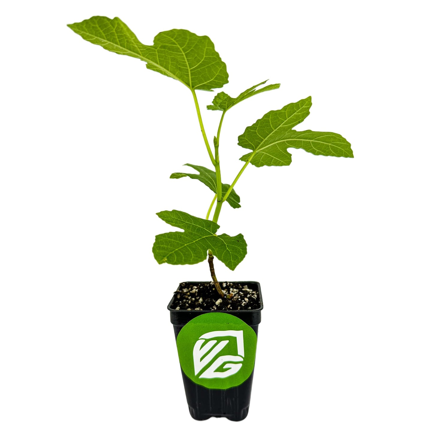 Fignomenal Dwarf Fig Live Plant - Ficus carica - Wellspring Gardens Starter Potted Plant for Indoor and Outdoor Home Decor, Gift Essential for House