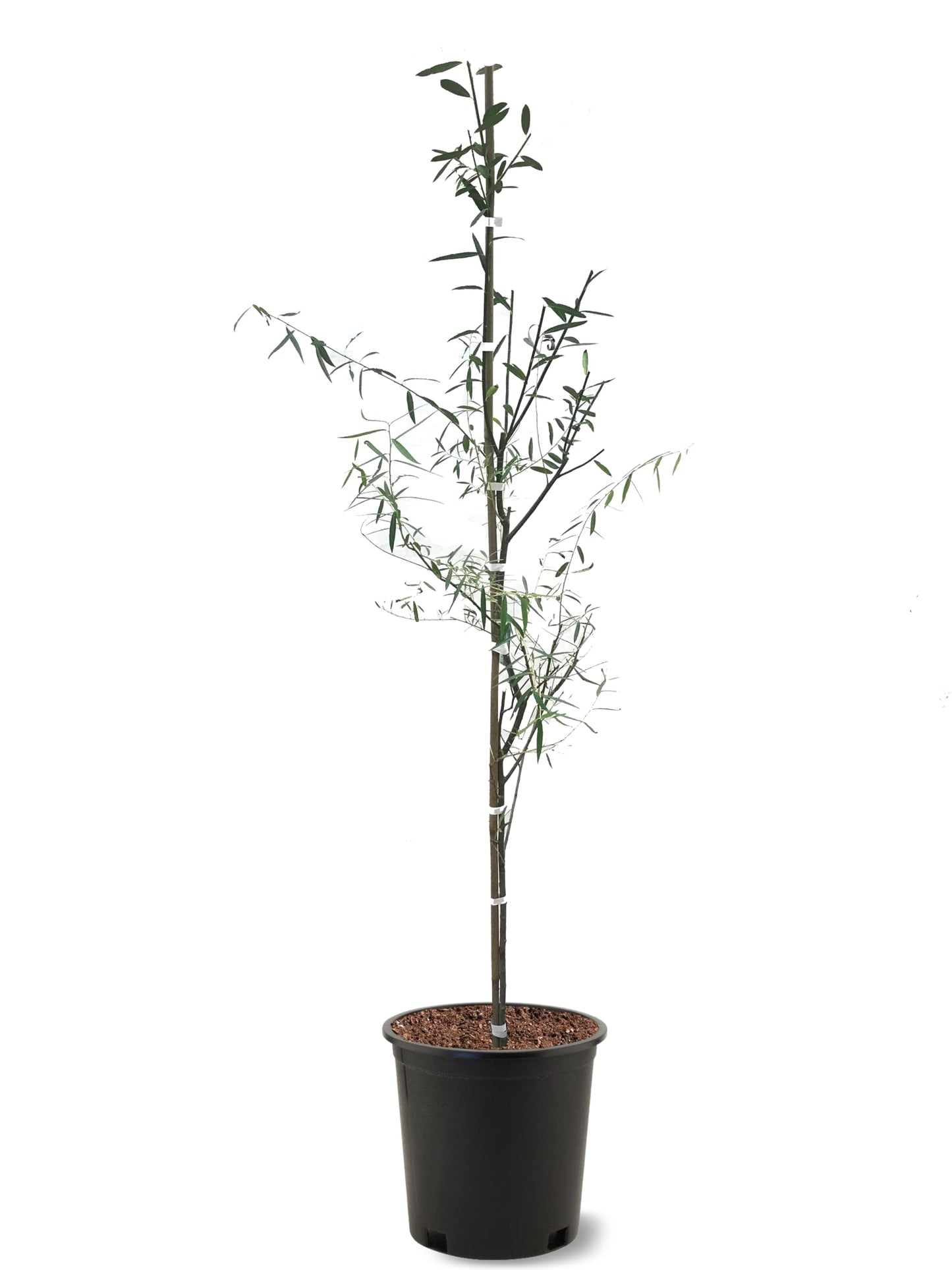 American Plant Exchange Weeping Willow Tree, 1 Gallon Pot, 1-2ft Tall, Live Outdoor Landscape Garden Plant, Large, Fast Growing, Easy to Care