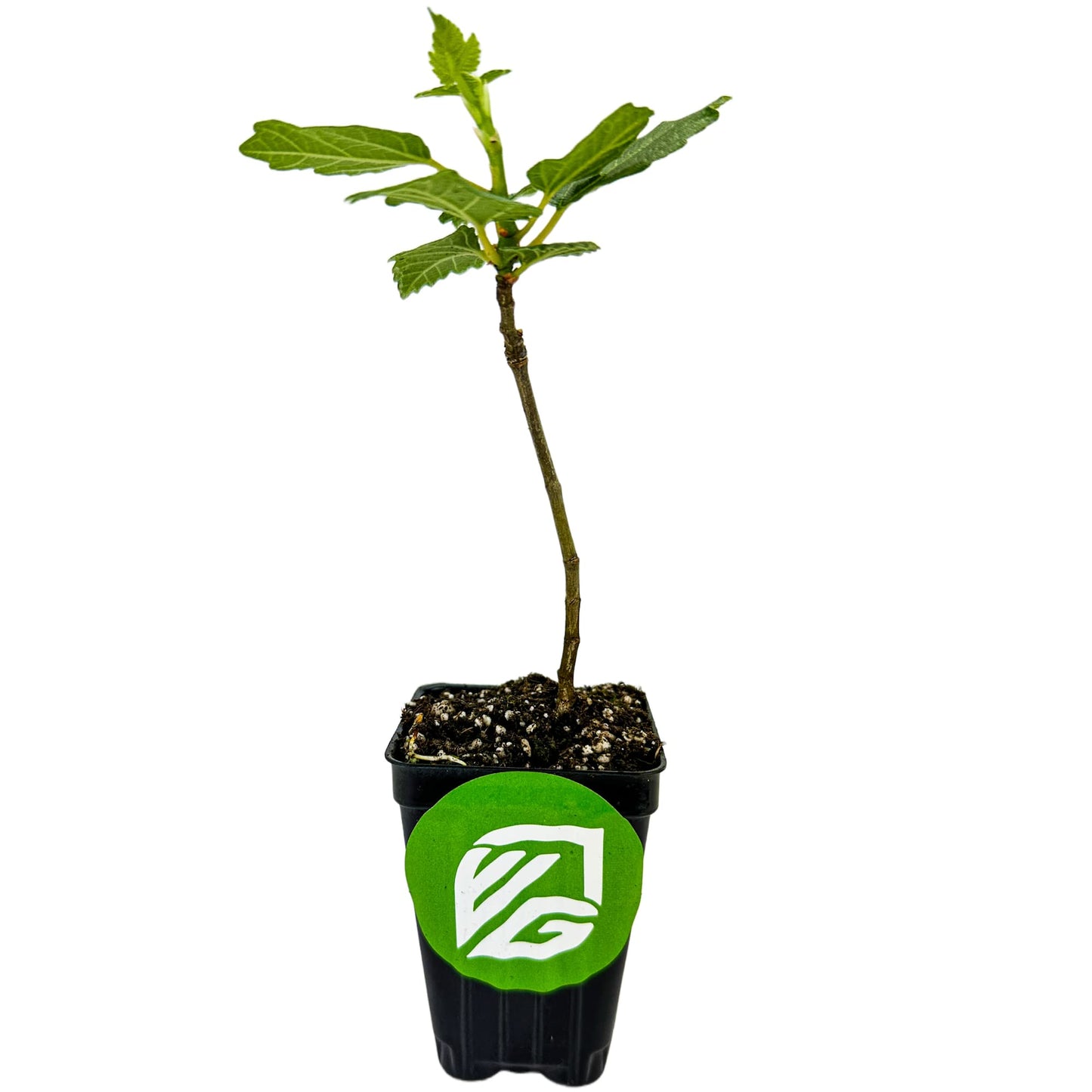 Lattarula Honey Fig (Italian Honey) Live Fig Plant - Ficus carica by Wellspring Gardens - Starter Plant for Your Garden and Patio - Grow Your Own Edible Fruit Tree