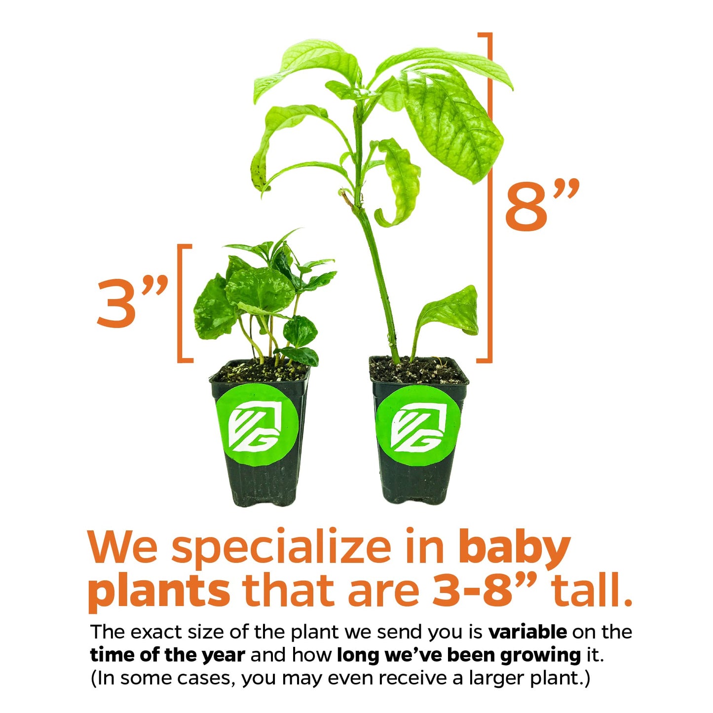 Fignomenal Dwarf Fig Live Plant - Ficus carica - Wellspring Gardens Starter Potted Plant for Indoor and Outdoor Home Decor, Gift Essential for House