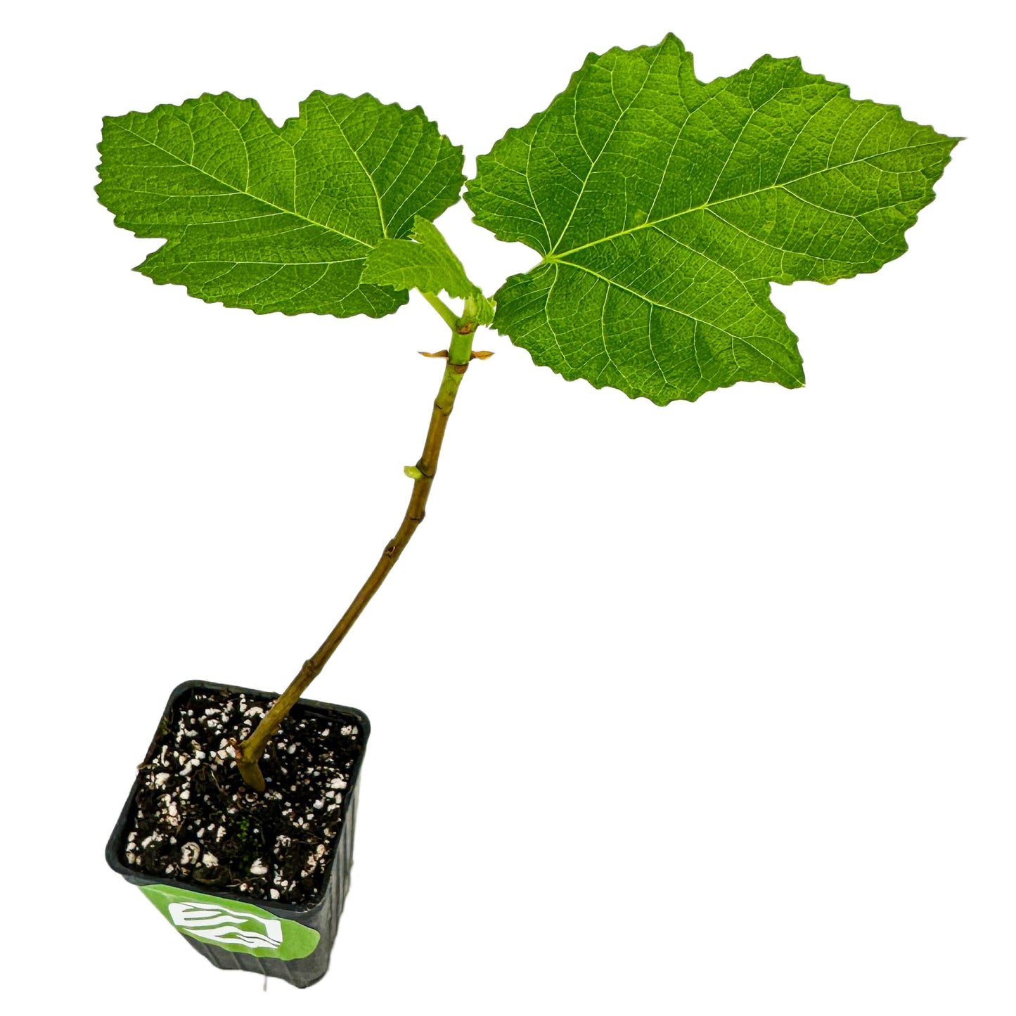 Fignomenal Dwarf Fig Live Plant - Ficus carica - Wellspring Gardens Starter Potted Plant for Indoor and Outdoor Home Decor, Gift Essential for House