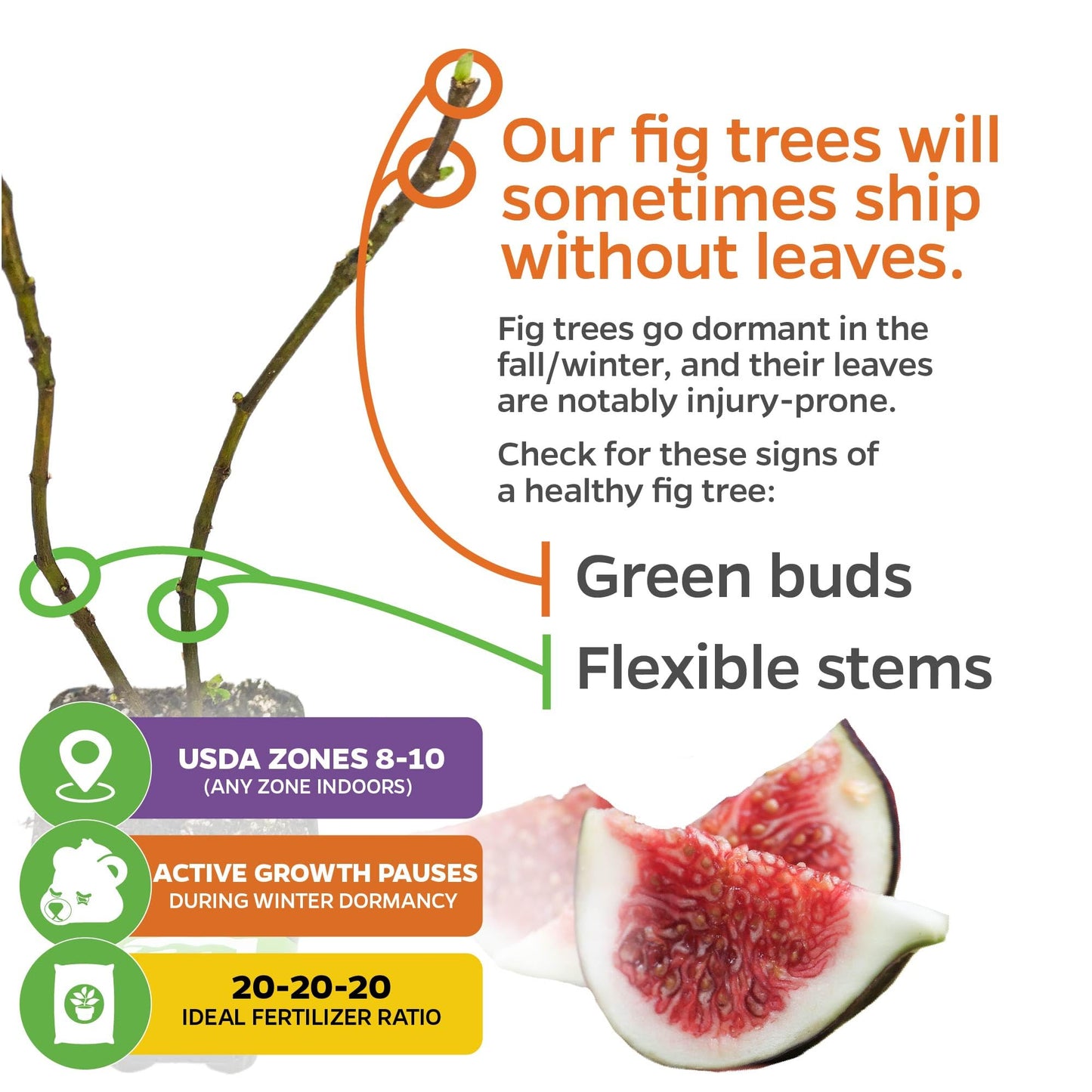 Lattarula Honey Fig (Italian Honey) Live Fig Plant - Ficus carica by Wellspring Gardens - Starter Plant for Your Garden and Patio - Grow Your Own Edible Fruit Tree
