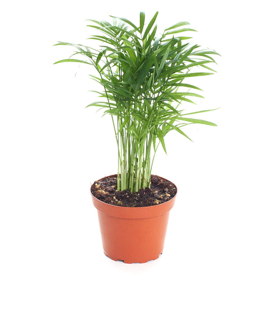 Shop Succulents Neanthe Bella Palm, Live Indoor and Outdoor Plant, Easy Care Tropical Houseplant in Nursery Pot, Air Purifying Plant in Soil, Housewarming, Home Décor, 6-10 Inches Tall