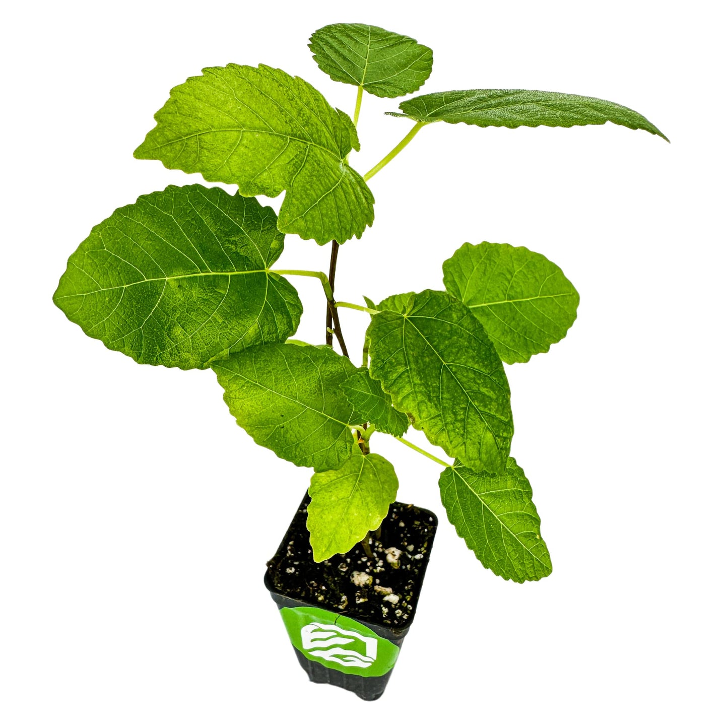 Fignomenal Dwarf Fig Live Plant - Ficus carica - Wellspring Gardens Starter Potted Plant for Indoor and Outdoor Home Decor, Gift Essential for House