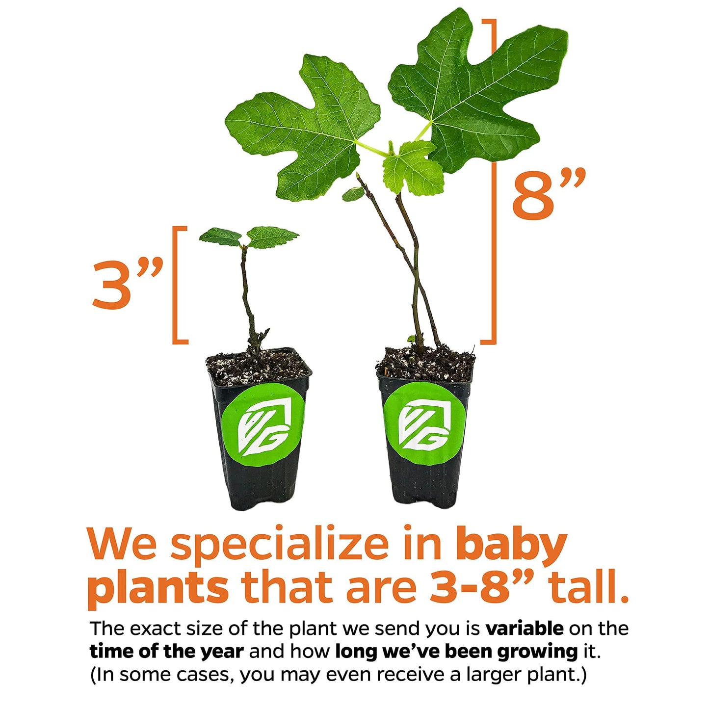 Lattarula Honey Fig (Italian Honey) Live Fig Plant - Ficus carica by Wellspring Gardens - Starter Plant for Your Garden and Patio - Grow Your Own Edible Fruit Tree
