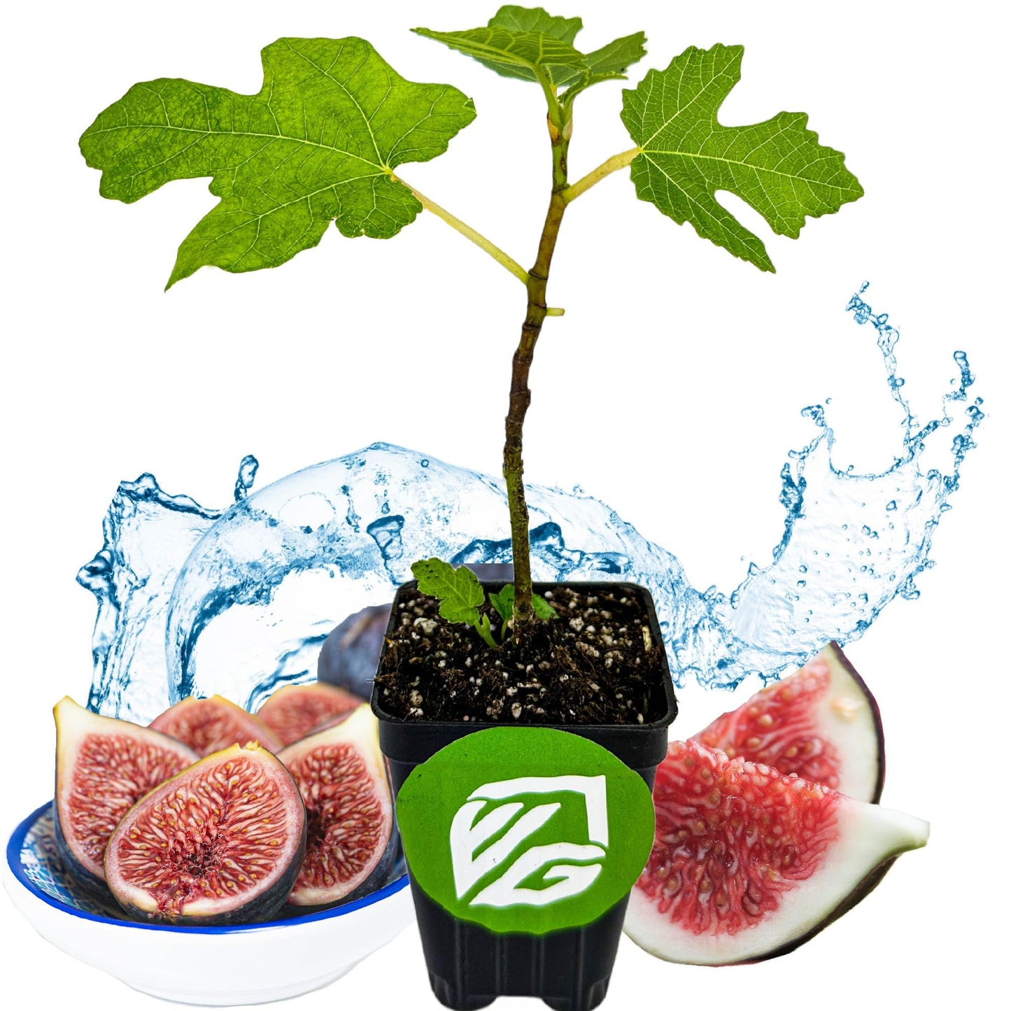 Lattarula Honey Fig (Italian Honey) Live Fig Plant - Ficus carica by Wellspring Gardens - Starter Plant for Your Garden and Patio - Grow Your Own Edible Fruit Tree