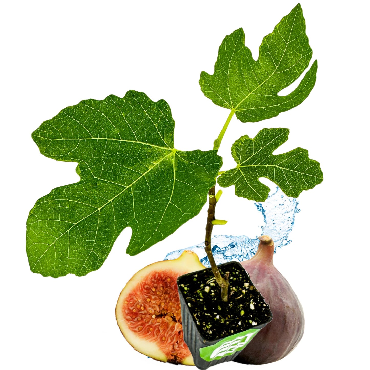 Lattarula Honey Fig (Italian Honey) Live Fig Plant - Ficus carica by Wellspring Gardens - Starter Plant for Your Garden and Patio - Grow Your Own Edible Fruit Tree