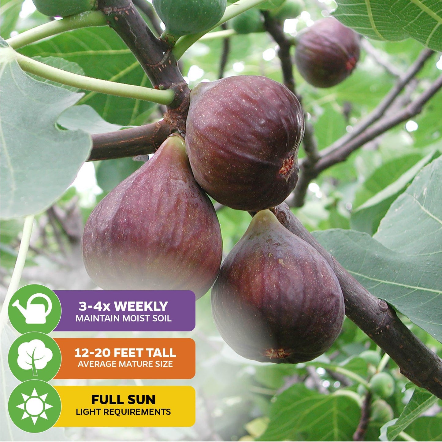 Fignomenal Dwarf Fig Live Plant - Ficus carica - Wellspring Gardens Starter Potted Plant for Indoor and Outdoor Home Decor, Gift Essential for House