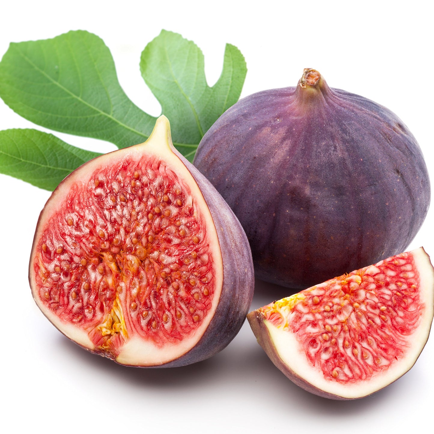 Lattarula Honey Fig (Italian Honey) Live Fig Plant - Ficus carica by Wellspring Gardens - Starter Plant for Your Garden and Patio - Grow Your Own Edible Fruit Tree
